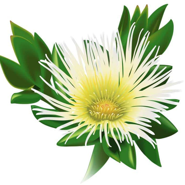 Kanna (Sceletium Tortuosum) 101: Uses, Effects & More