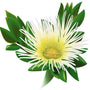 Kanna (Sceletium Tortuosum) 101: Uses, Effects & More